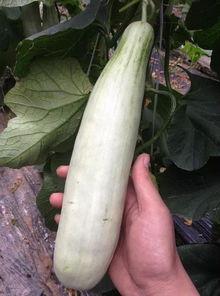 成县的吃瓜网红有哪些,瓜田里的“吃瓜”达人盘点 第1张 成县的吃瓜网红有哪些,瓜田里的“吃瓜”达人盘点 第1张